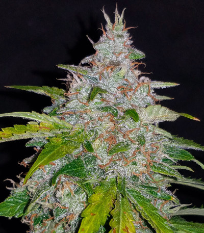 Six Shooter Auto fem (FastBuds) семена конопли