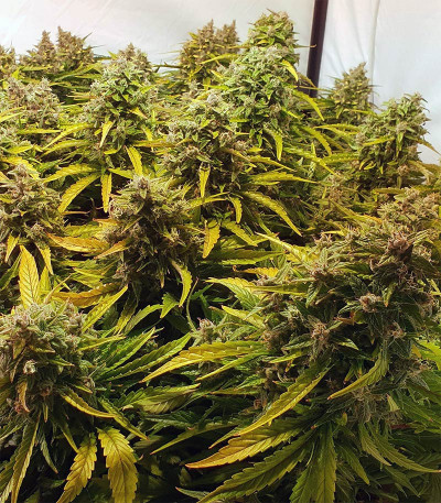 Six Shooter Auto fem (FastBuds) семена конопли