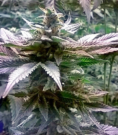 Skunk 47 fem (World of Seeds) семена конопли