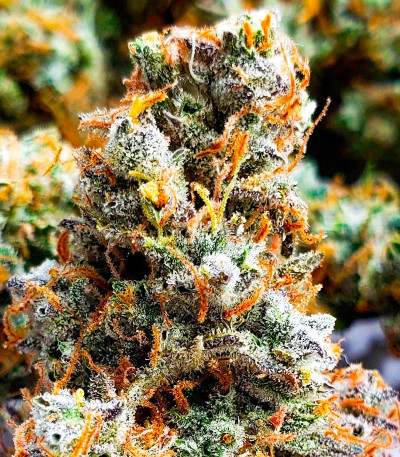 Семена конопли сорта Snow Star Auto