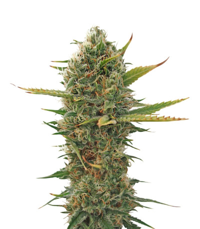 Super Skunk reg (Sensi Seeds) семена конопли