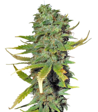 Super Skunk fem (Sensi Seeds) семена конопли