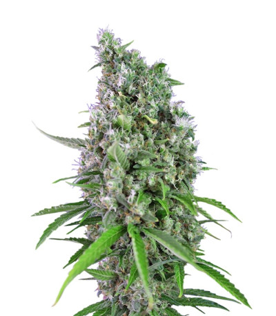 Sweet Trainwreck Auto fem (Sweet Seeds) семена конопли