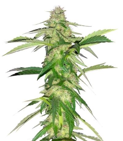 Thin Mint x Sour Pinot Auto семена конопли