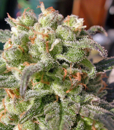 Warlock fem (Serious Seeds) семена конопли