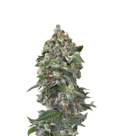 White Cheese Autoflowering fem (Dinafem Seeds) семена конопли