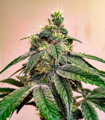 Семена конопли сорта White Widow