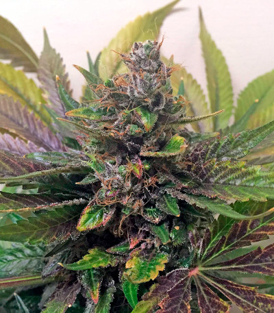 White Widow reg (Nirvana Seeds) семена конопли