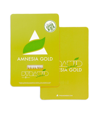 Amnesia Gold fem (Pyramid Seeds) семена конопли