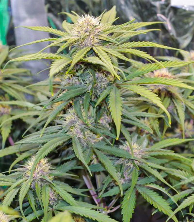 Tropicana Cookies Auto fem (FastBuds) семена конопли