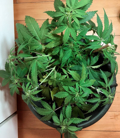Auto Northern Light fem (Victory Seeds) семена конопли