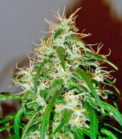 Mango Haze fem семена конопли