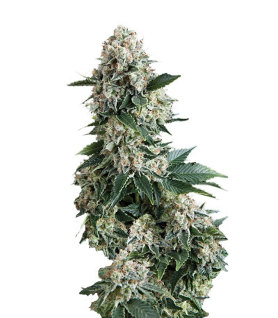 Auto New York City fem (Pyramid Seeds) семена конопли