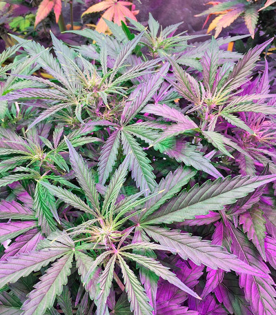 Сорт каннабиса Auto Cinderella Jack