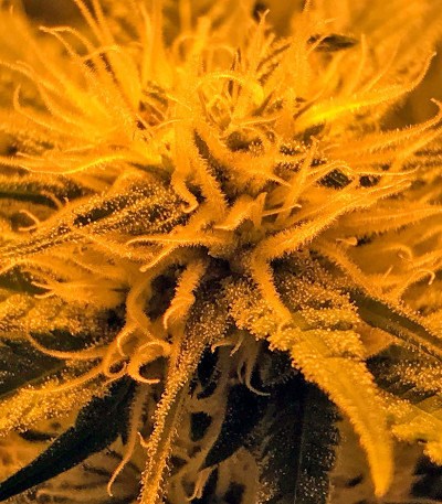 Bcn Sour Diesel fem семена конопли