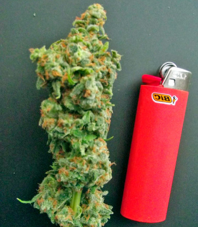 Сорт конопли Blue Hash 