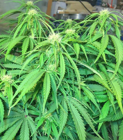 Blueberry Bliss Auto Fem (Vision Seeds) семена конопли