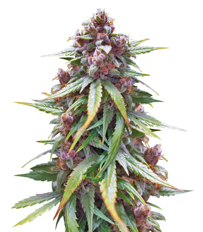 CBD Apple Betty Auto fem (Herbies Seeds) семена конопли