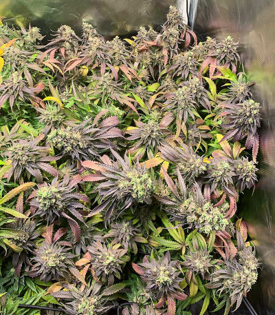 Chem Cookies fem (AlphaFem Seeds) семена конопли