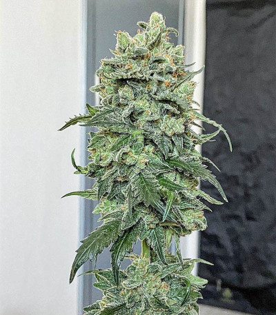 Cookies Gelato fem (Royal Queen Seeds) семена конопли