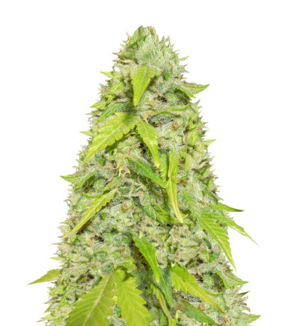 Devotchka Auto fem (Doctor’s Choice) семена конопли