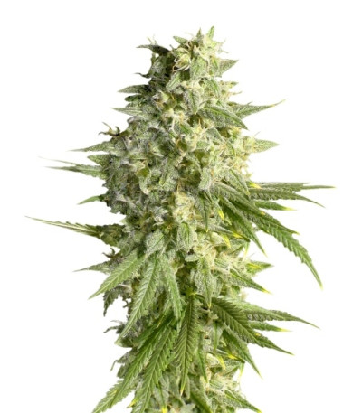 Double Dutch fem (Serious Seeds) семена конопли