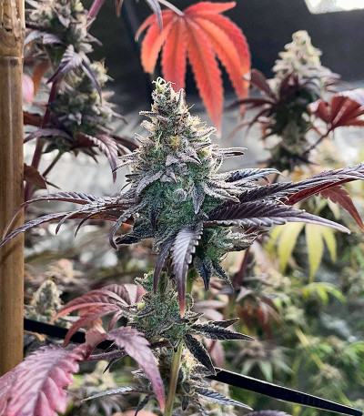 GMO Zkittlez F1 reg (Ethos Genetics) семена конопли