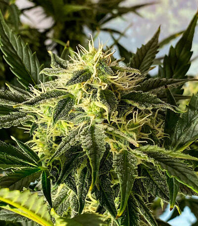Keepers OG Autoflower fem (Seedkeepers) семена конопли