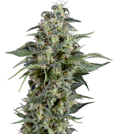 Kryptonite fem (Pyramid Seeds) семена конопли