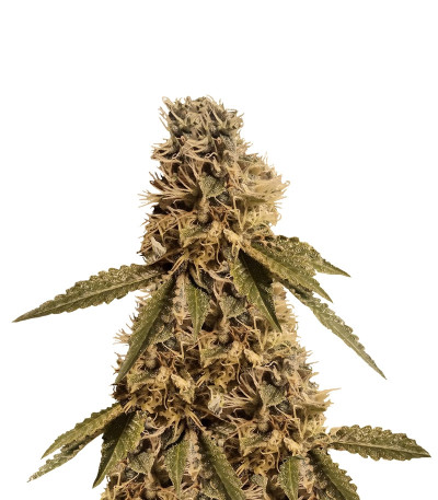 LSD fem (Barney's Farm) семена конопли