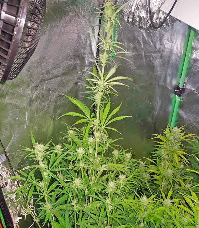 Lemon Juice Express Auto fem семена конопли