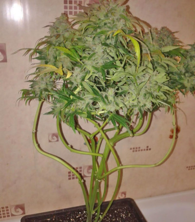 Lowryder Auto reg (Doctor’s Choice) семена конопли