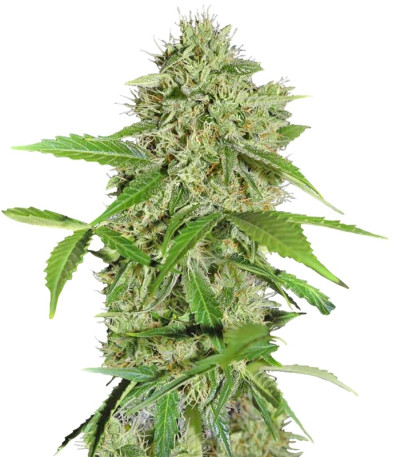 Northern Lights Auto fem сорт конопли Green House Seeds