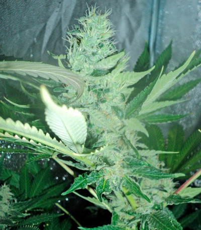 OG Kush reg (Humboldt Seeds) семена конопли