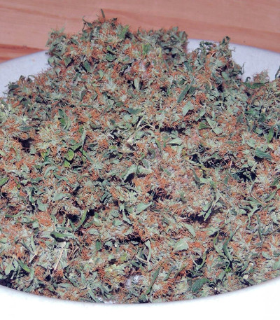 Orange Bud fem (Dutch Passion) семена конопли