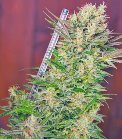 S.A.D. Sweet Afgani Delicious F1 Fast Version fem (Sweet Seeds) семена конопли