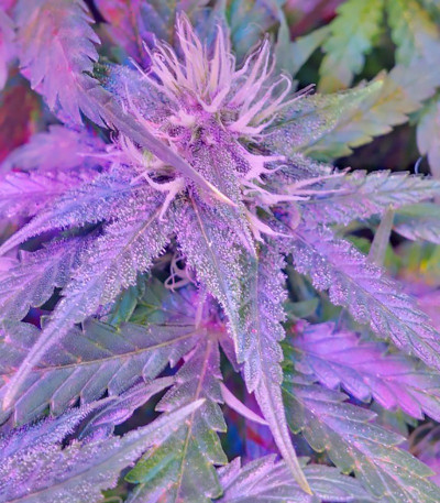 Семена каннабиса Tangerine Dream Auto 