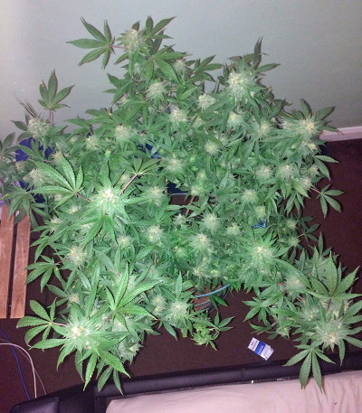Vanilla Kush fem (Barney's Farm) семена конопли
