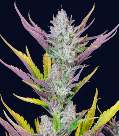 Wedding Glue Auto fem (FastBuds) семена конопли