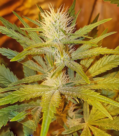 White Caramel Cookie fem (Sumo Seeds) семена конопли