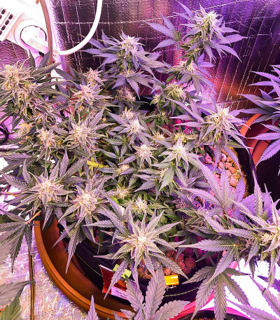 Gelato Glue Autoflower fem (Easy Grow Seeds) семена конопли