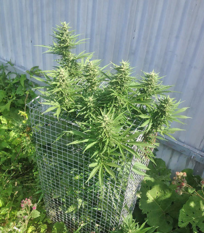 Ogre Auto fem (Doctor’s Choice) семена конопли