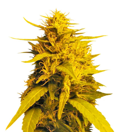 Amnesia Haze (Haze 1) fem (Nirvana Seeds) семена конопли