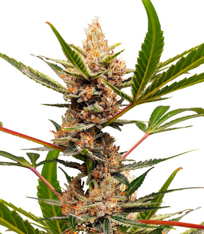 Tropicana Cookies FF fem (FastBuds) семена конопли