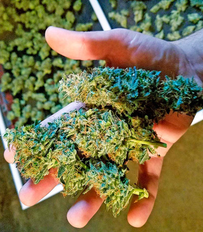 Auto Chocolate Skunk fem (00 Seeds) семена конопли