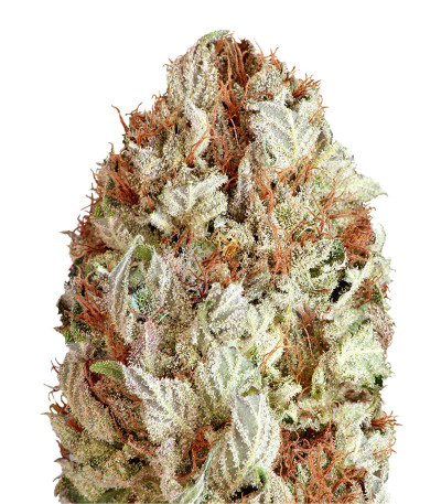 Extreme Impact Auto fem (Heavyweight Seeds) семена конопли