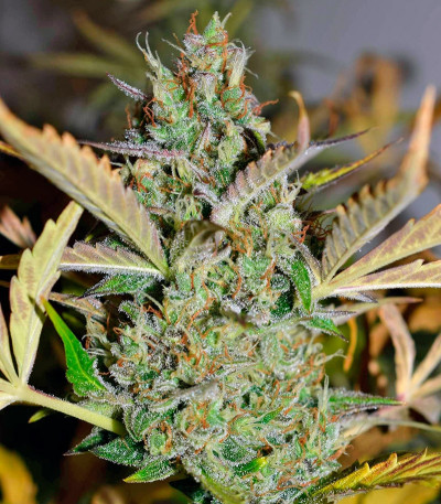 Семена сорта Auto Glueberry O.G.