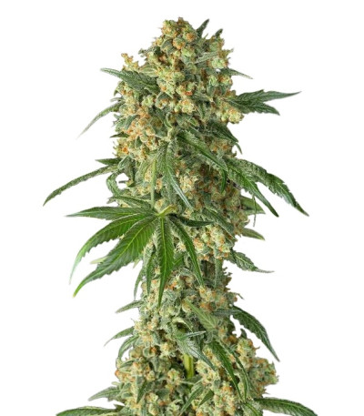 Купить семена конопли Big Kush шишки