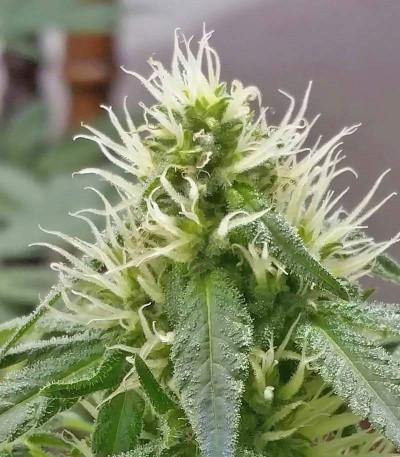 Bona Dea CBD+ fem (Vision Seeds) семена конопли