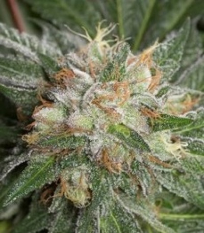 Bubba Kush fem (Dinafem Seeds) семена конопли